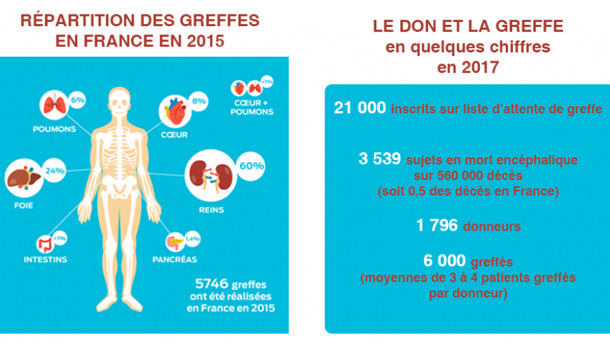 Se Positionner Sur Le Don D'organes Et De Tissus | Centre Hospitalier ...